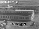 Newsreel Lower Povolzhie 1965 № 31 Not gold, but simple