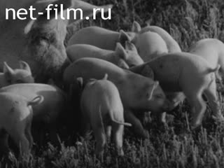 Киножурнал Нижнее Поволжье 1969 № 29