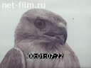 Film Protection of saigas in Kalmykia. (1979)