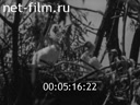 Film In the Volga Delta. (1962)