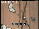 Footage Exhibition of butterflies.. (2004)