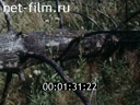 Film Attention: moose.. (1990)