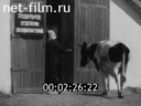 Film One hundred calves from a hundred cows. (1976)