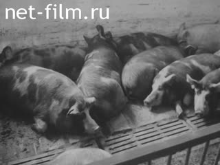 Фильм Марийские животноводческие комплексы. (1968)
