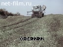 Фильм Интенсификация производства говядины. (1987)