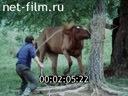Film Intensification of meat herd horse breeding. (1989)