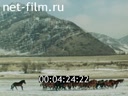 Фильм Интенсификация мясного табунного коневодства. (1989)