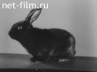 Фильм Эксперимент в совхозе Кощаковский. (1971)