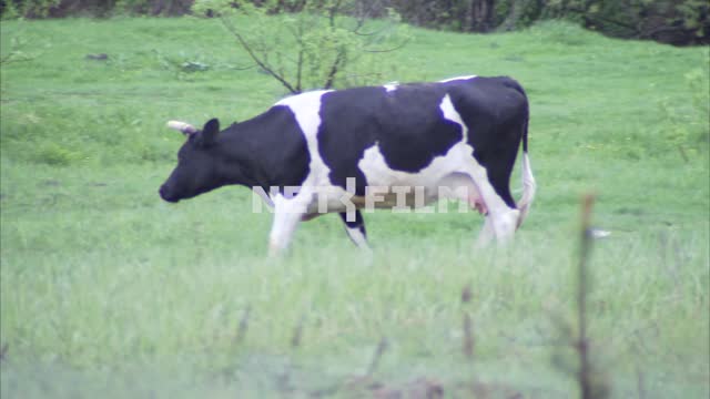 A cow passes through a green meadow. Animals.
Nature.
Trees.
Green grass.
The...
