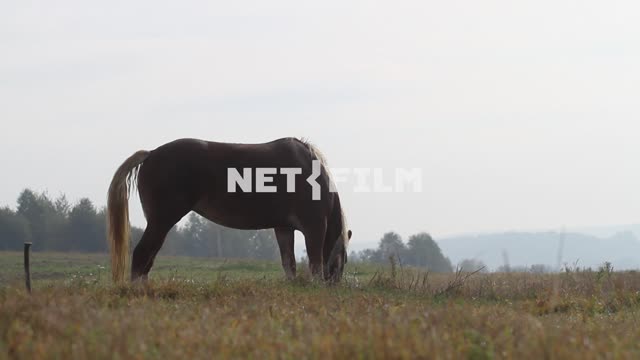 A horse is grazing in a meadow.
 Animals
Horse.
Nature.
Autumn.
Day.