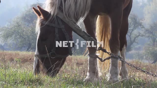 Horse grazing in the meadow. Animals
Horse.
Nature.
Autumn.
Day.