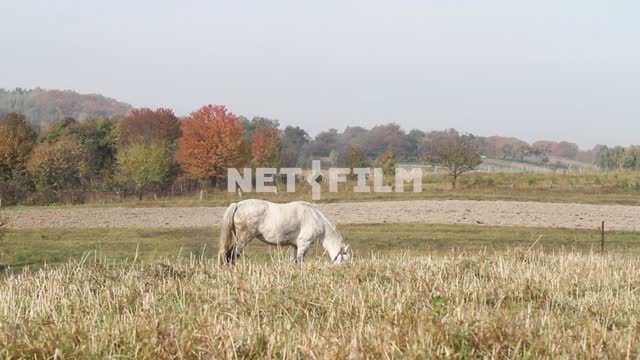Лошадь пасется на лугу. Животные.
Лошадь.
Природа.
Деревня.
Поле.
Луг.
Сухая трава.
Осенний...