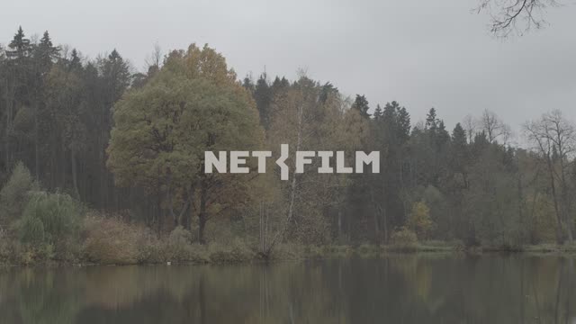 Autumn forest by the lake. Nature.
Overcast sky.
The trees.
Evening.