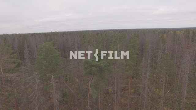 Shot of the autumn forest with quadcopter The aerial photo.
General plan.
The...