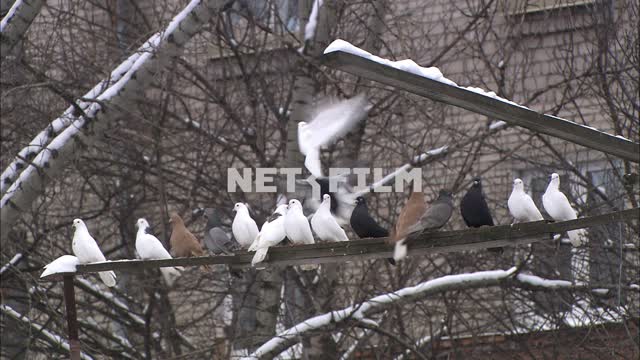 Голуби сидят на жердочке Птицы.
Голуби 
Окно дома
Дом
Деревья
Снег
Зима 
День