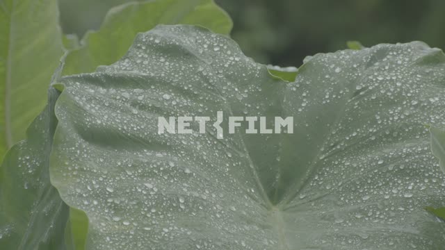 Water drops on leaves Nature.
Tropical plants.
leaves.
Close-up
Water
Drops
Rain