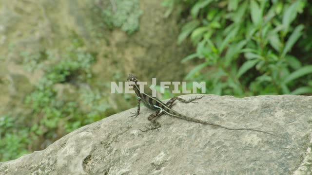 Lizard sitting on a rock. Nature.
Tropics.
Green casting.