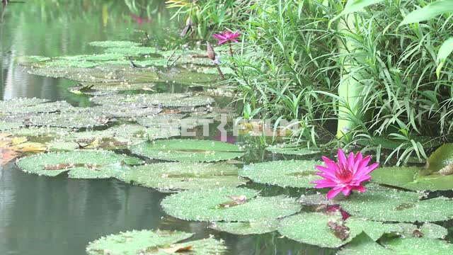 Blooming water lilies Nature.
Pond.
Lilia
Water Lily
Water plants
Pink...
