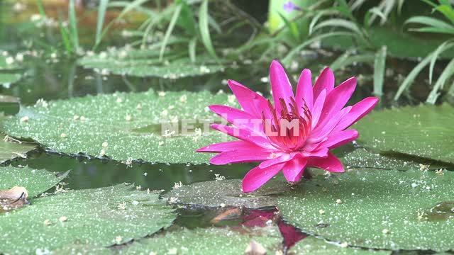 Blooming Water Lily Nature.
Average plan.
Pink flower
Lily
Water Lily
Water...