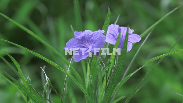 Wild flower Nature.
Close-up.
Purple flower.
Wind.
Bindweed.
A field...