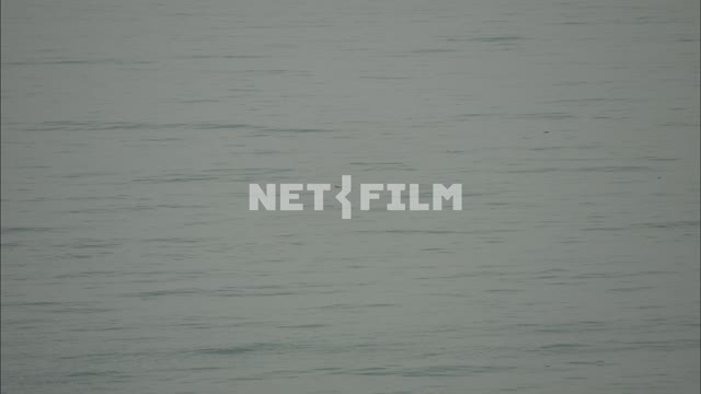 Dolphins in the black sea. Nature.
Mammals.
Sea.
Cloudy.
Dolphins.
Summer.