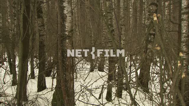 Зимний лес. Природа.
Снег.
Смешанный  лес.
Деревья.
Зима.
День.