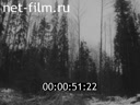Фильм Попородная сортировка древесины в хлыстах. (1982)