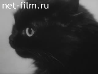 Фильм Причем тут черный кот?. (1989)