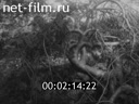 Фильм Пришкольный учебно-опытный участок. (1983)