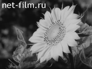Фильм Пришкольный учебно-опытный участок. (1983)