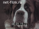 Фильм Незнайка на улице. (1987)