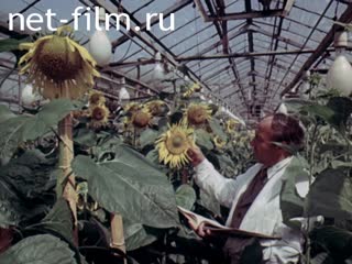 Film Breeding, seed and state strain testing. (1984)