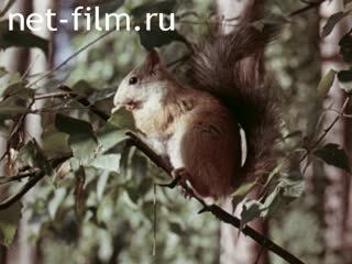Film Collection and preparation of wild taiga. (1982)