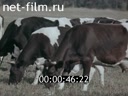 Film Tagilskaya cattle breed. (1974)