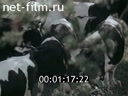Film Tagilskaya cattle breed. (1974)