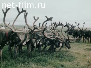 Film Tundra without borders. (1992)