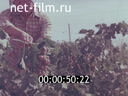 Footage Brigade from Kurtitov. (1980)