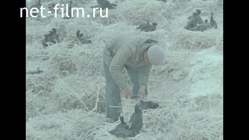 Сюжеты Материалы по фильму "Остров белых птиц". (1980)