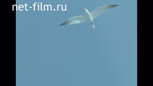 Сюжеты Материалы по фильму "Остров белых птиц". (1980)