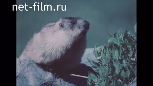 Footage Mensbir Marmot. (1984)