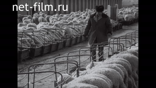 Sheep breeding at the state farm named after Baimagambetov. (1977)