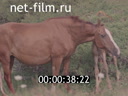 Footage Horse breeding in Kazakhstan. (1978)