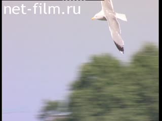 Footage Seagull in the sky. (2005)