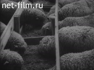 Киножурнал Новости Юнайтед 1943 № 58