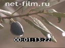 Footage The olive tree. (2005)