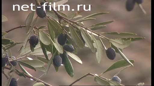 Footage The olive tree. (2005)