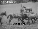 Newsreel The march of time 1939 № 20935
