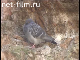 Footage Pigeons. (2005)