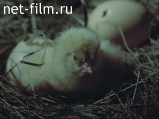 Film Science - Poultry.. (1987)