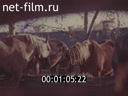 Film A Recollection About Autumn.. (1975)